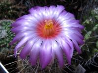 Thumbnail of 1440_Thelocactus bicolor bolansis_20110529(1).jpg